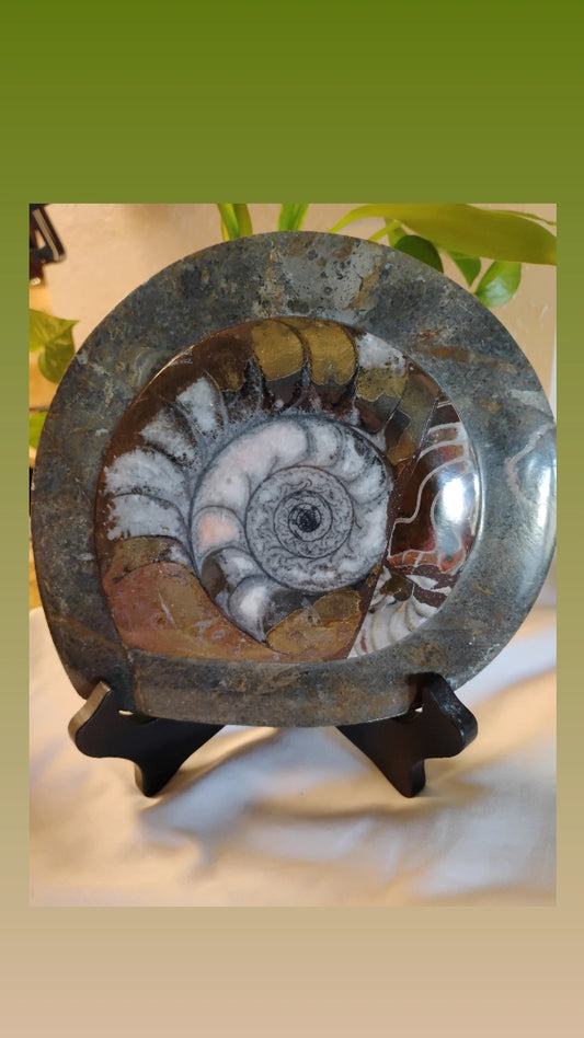 Ammonite Fossil
